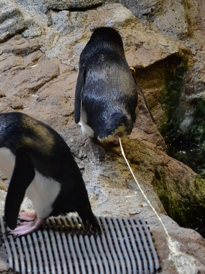 企鹅是怎么拉屎的?