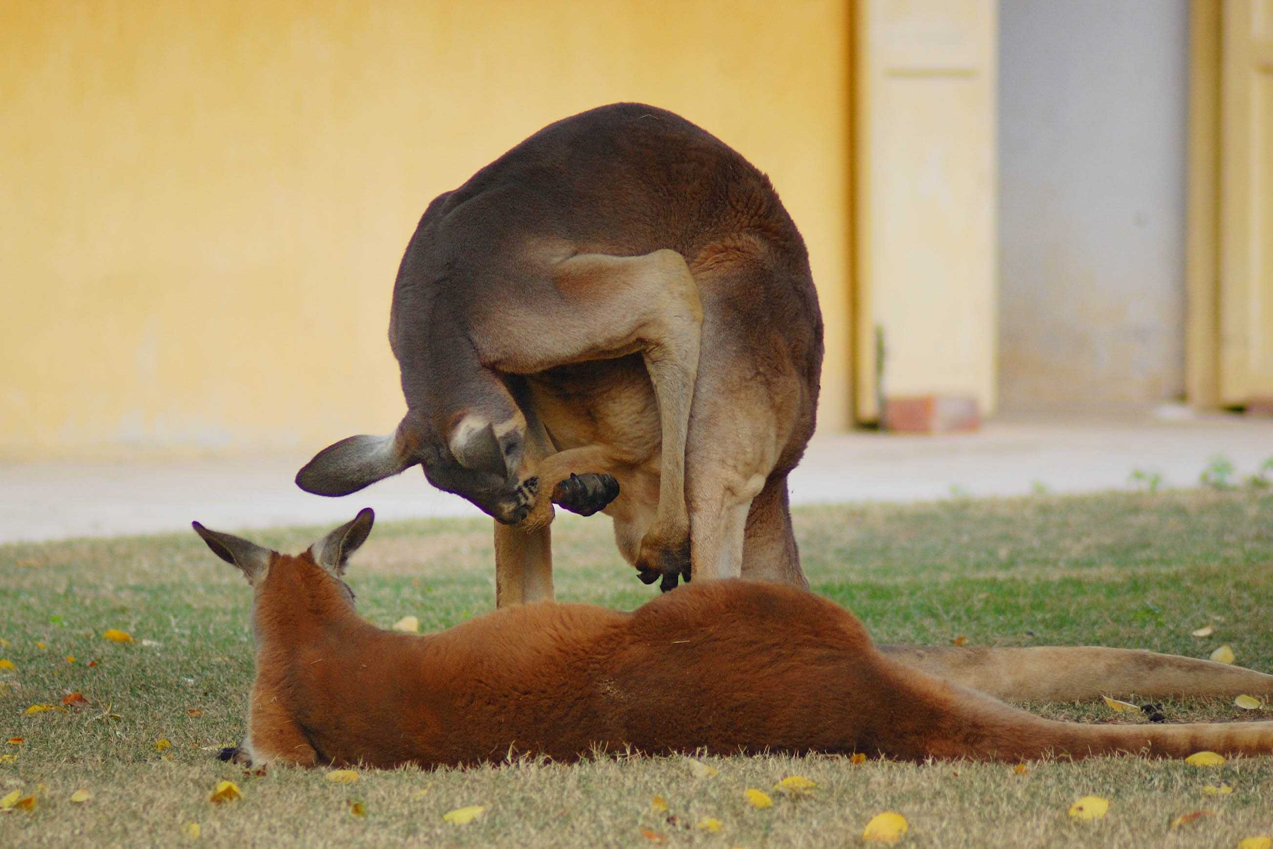 09年和前女友去动物园,看到一只袋鼠在.我觉得是在清洁吧.