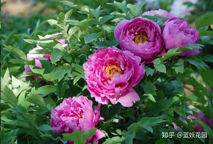 如何分辨牡丹和芍药 知乎 如何分辨牡丹和芍药 知乎