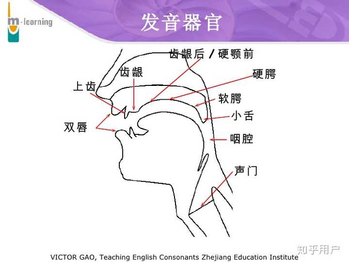 你们是如何练出大舌音的? - 知乎