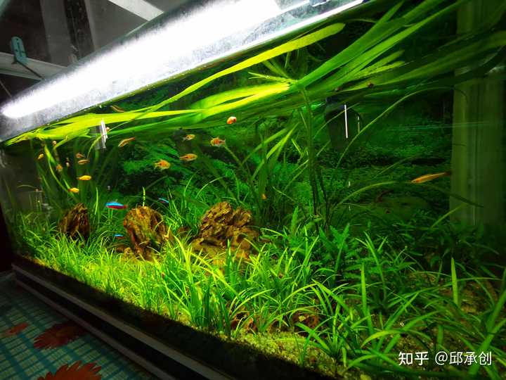 鱼缸里种什么种类的水草最容易打理 请推荐几种好养好看的 知乎