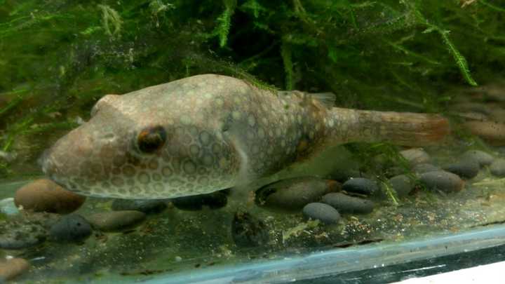 斑腰单孔鲀.商品名哈雷狗头.