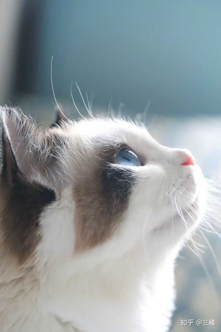 猫是色盲么？ - 知乎