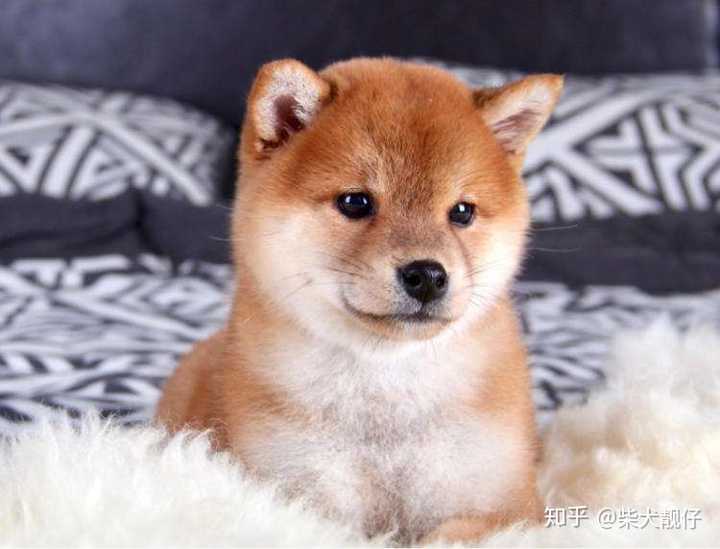 豆柴犬和柴犬的区别有哪些 知乎