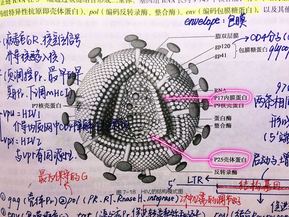 蛋白质外壳图片
