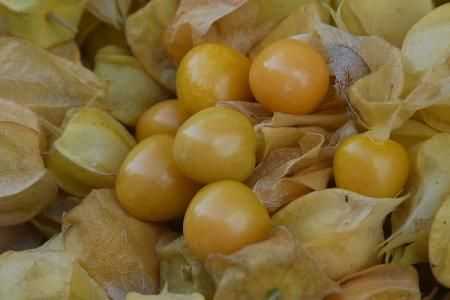 哥伦比亚龙珠果,俗称"菇娘",东北常见.