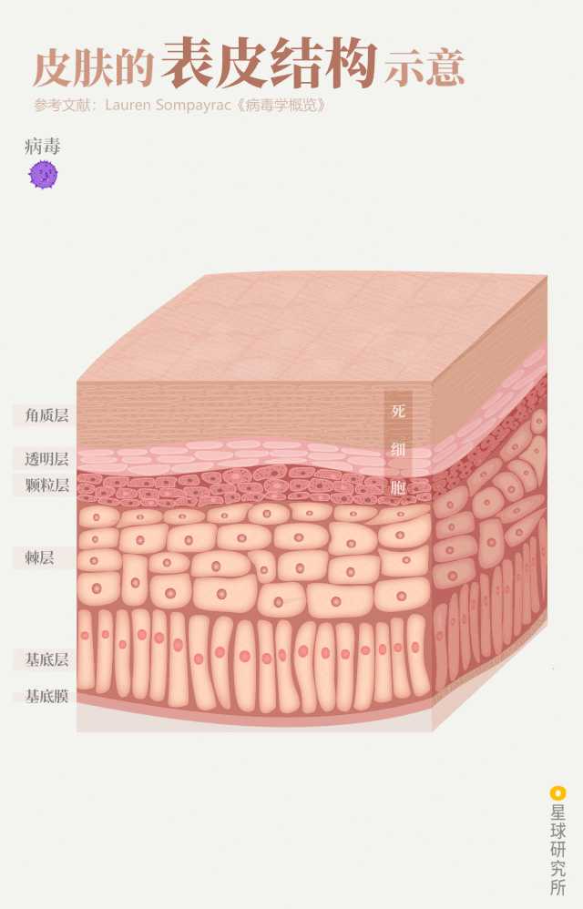 当病毒入侵人体后免疫系统如何抵御