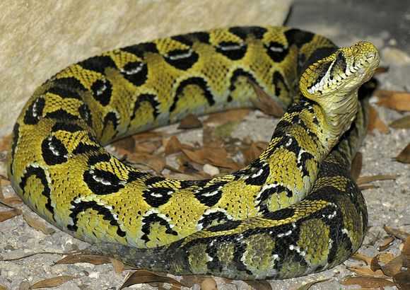 当眼镜王蛇vs黑曼巴,谁更厉害?