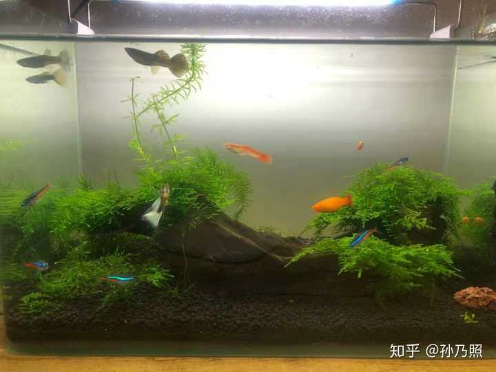 新手入门养鱼 该怎么开始 知乎