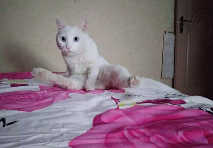 一只猫的坐姿能有多骚包?