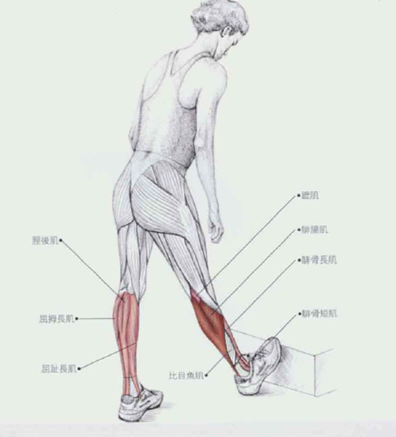 小腿肌肉紧绷怎么放松?