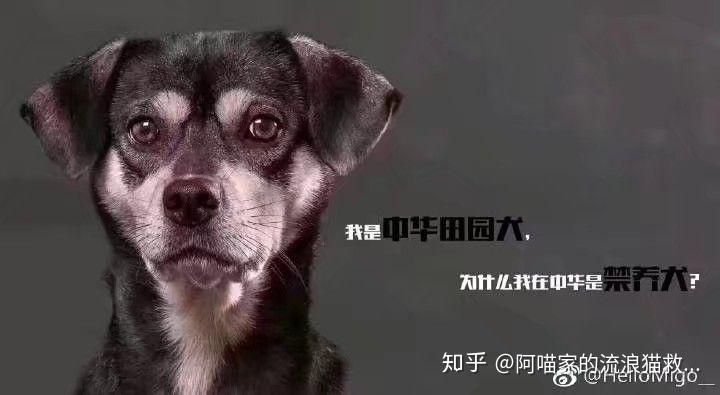 什么是中华田园犬 知乎