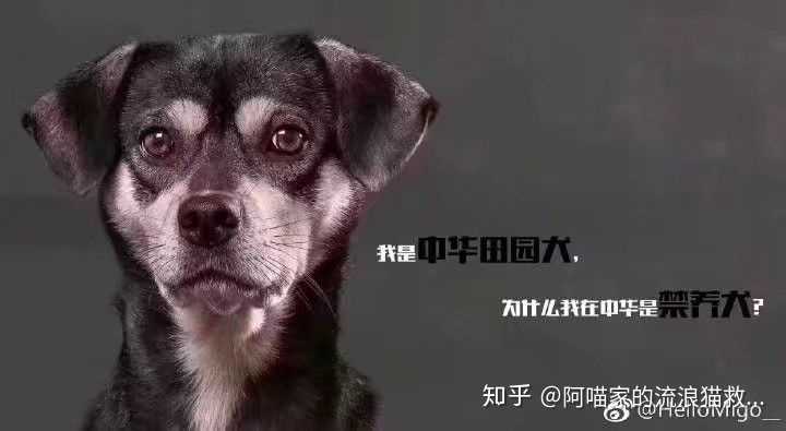 什么是中华田园犬 知乎 什么是中华田园犬 知乎