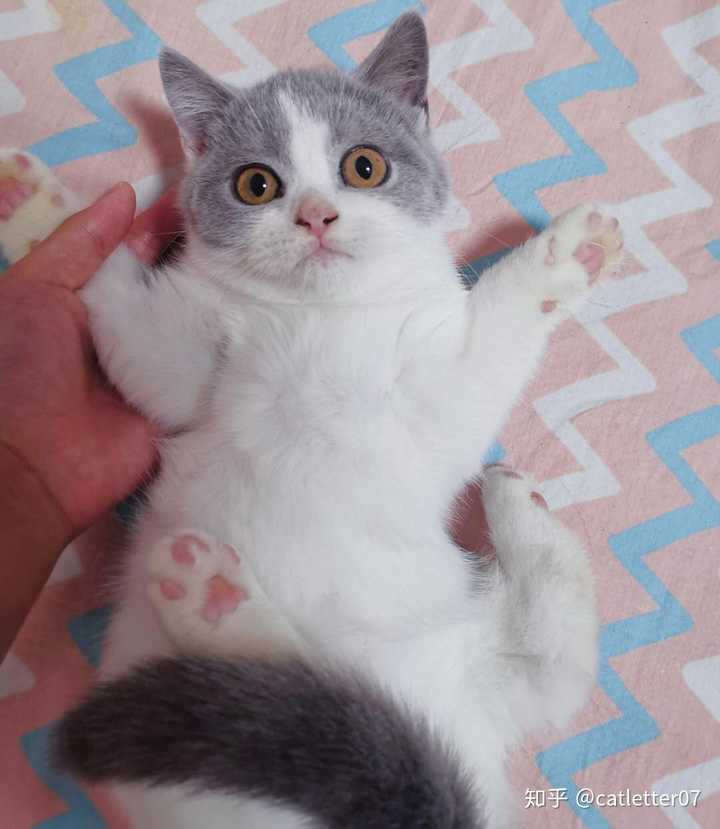 开猫舍暴利吗 知乎 开猫舍暴利吗 知乎