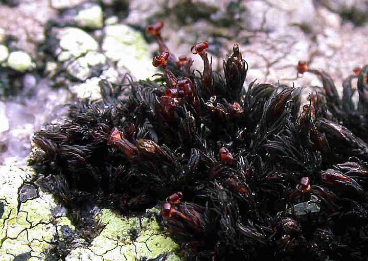 苔藓植物和蕨类植物的起源与演化仍然存在有争议,根据现有研究进展