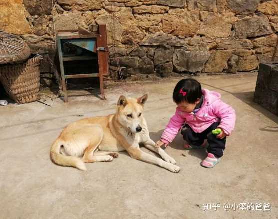 狗真的会在危险时刻保护人吗 知乎