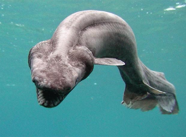 深海里最诡异的动物图片