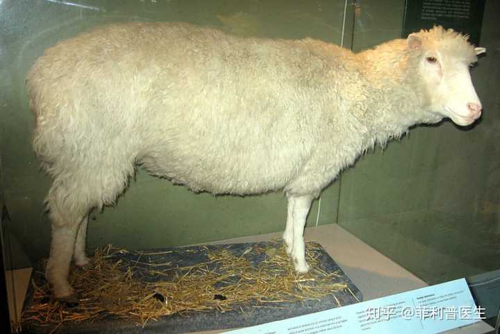 人类创造的第一只克隆动物,多莉.2003年死于肺部疾病,现已制成标本.