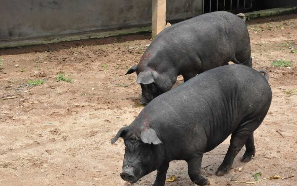 中国人以前吃的猪肉都是黑皮猪,吃现在这种猪肉时间很短很短 号外