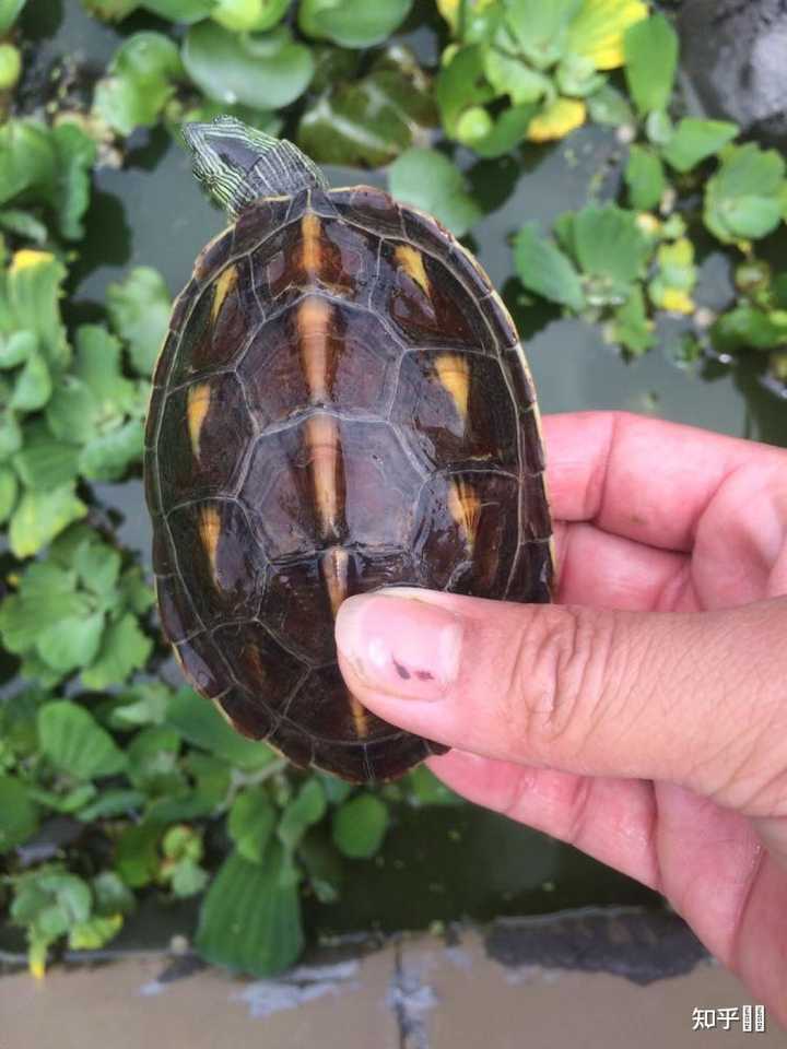 常见的宠物龟品种有哪些？ - 知乎