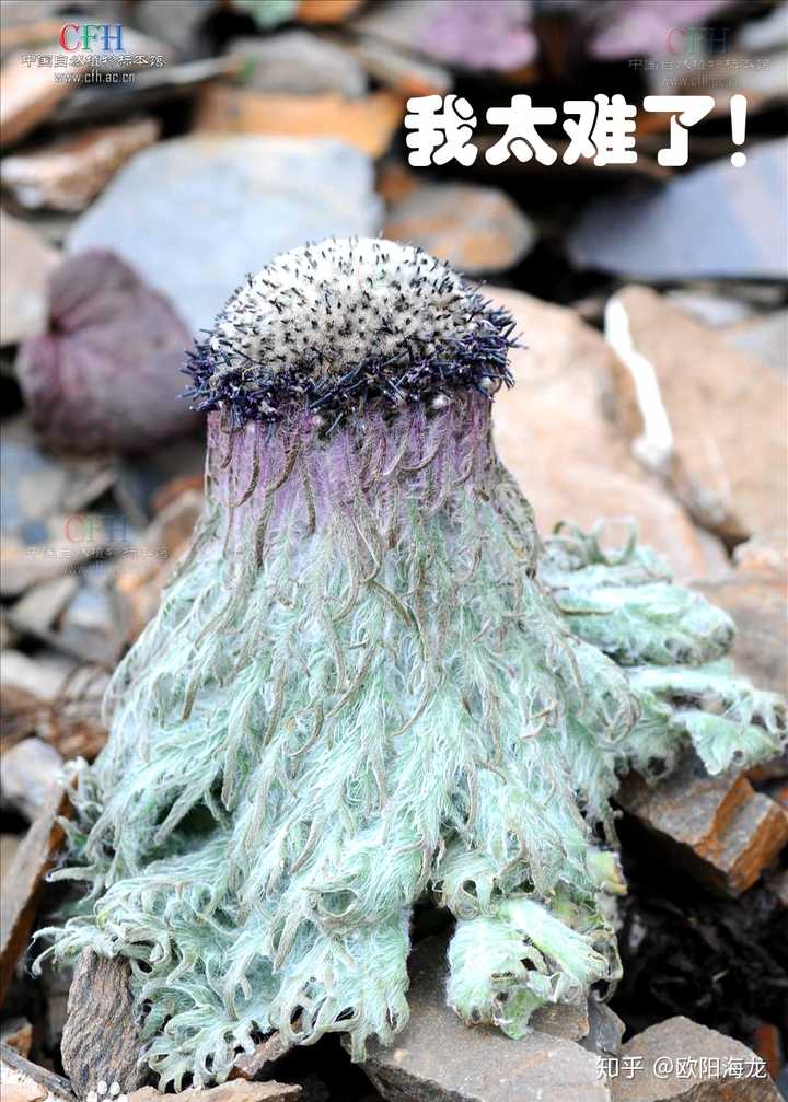 水母雪兔子侧面特写,形态确与水母有几分相似(图片来源见水印)