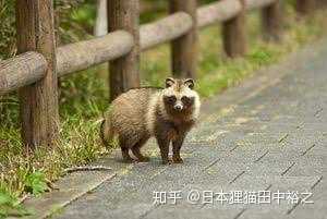 日本狸猫田中裕之 的想法: 冬天的狸猫(在东京西郊可以看见) - 知乎