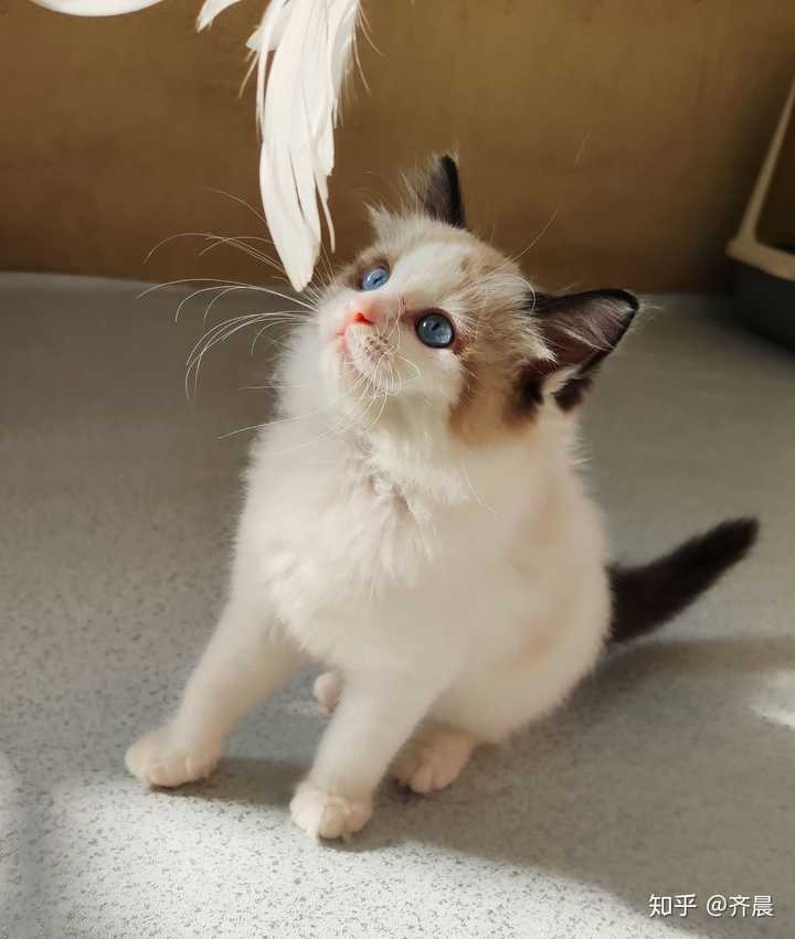 三个月的布偶猫才两斤多脸尖尖的正常吗该怎么增肥