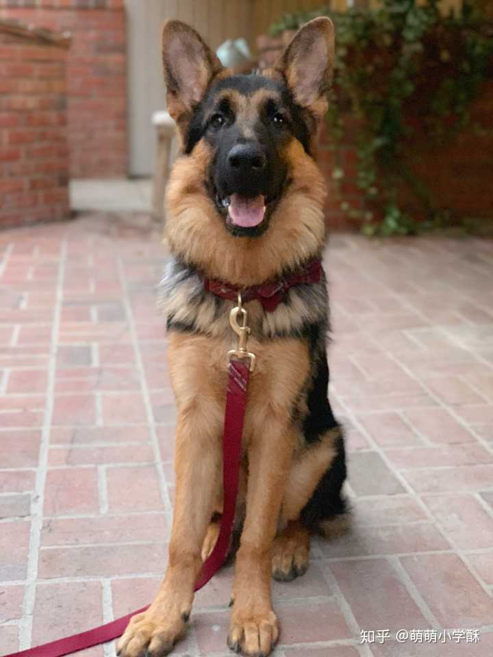 第一次养狗狗,买的是六个月德牧.气味太重了.怎么去除啊?