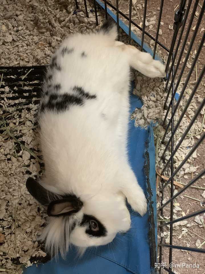 请问一下兔兔睡觉的姿势是什么样子的