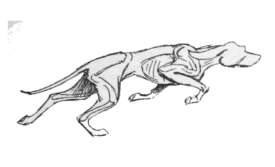 把现在的猫科和犬科放到恐龙时期 能竞争过食肉恐龙吗 知乎