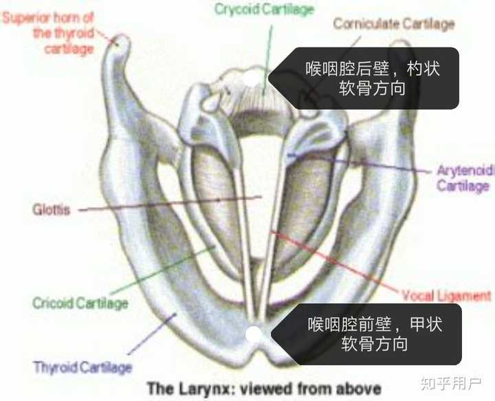 从语音学角度看,伪声的原理是什么?从语音学角度看又该如何练习伪声? - 知乎