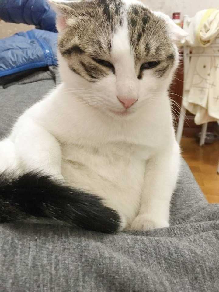 一只猫能无耻到什么地步 匿名用户的回答 知乎