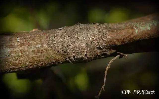 有哪些拟态很厉害的生物 知乎