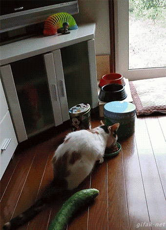 在一只猫旁边,悄悄地放一根黄瓜或者香蕉,多做几次,恩
