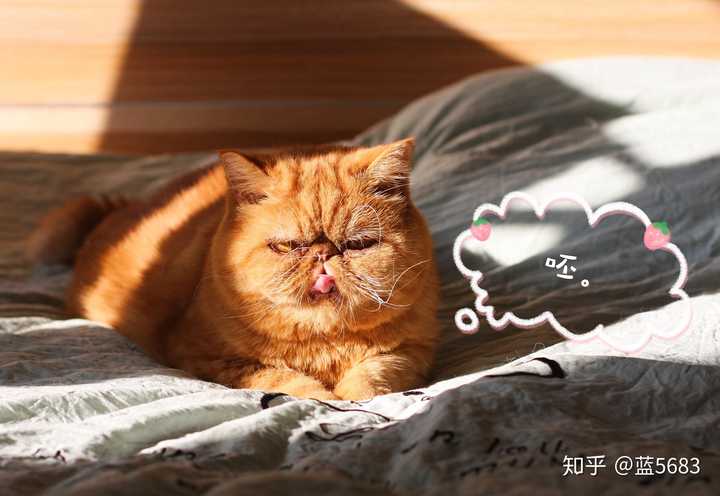 猫后腿无力是怎么回事? - 知乎