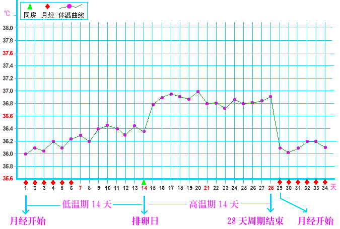 排卵后基础体温如何变化 怎么通过排卵后的基础体温判断有木有怀孕 知乎 排卵后基础体温如何变化 怎么通过排卵后的基础体温判断有木有怀孕 知乎