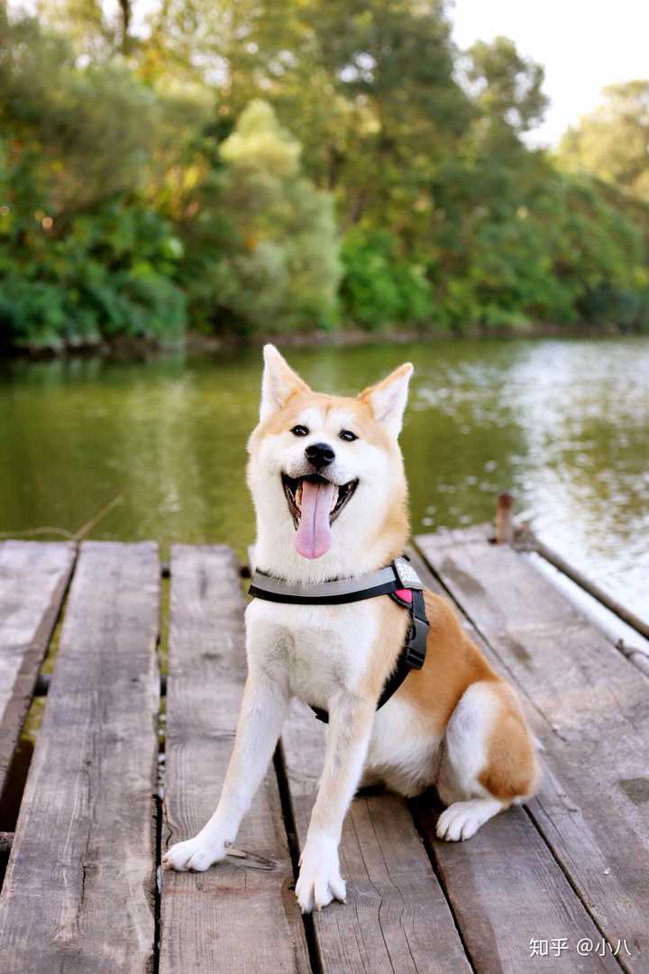 家养日系秋田犬是一种怎样的体验?