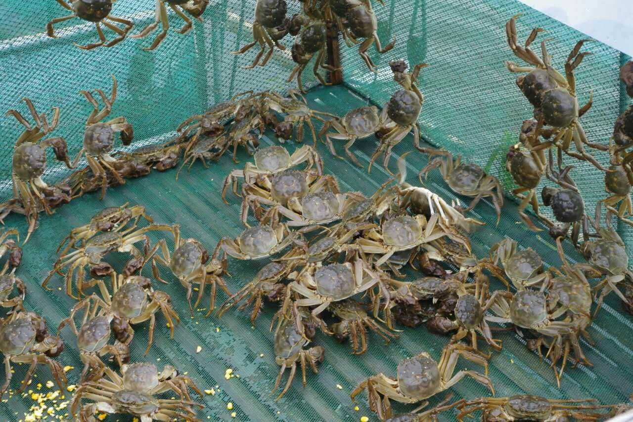 吃太湖大闸蟹无非是图个鲜美正宗,太湖蟹的产区主要分布于苏州的东山
