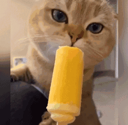 260_254gif 动态图 动图