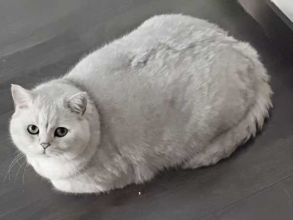 你睡觉时，你的猫在干嘛？