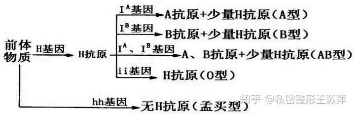 我爸爸是o血型妈妈是b型血为什么我是ab 血型 知乎