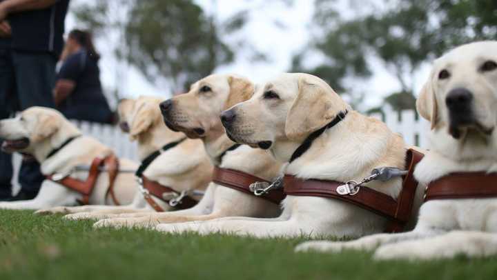 「导盲犬」是如何被训练的,它具有哪些特点,有何相关政策?