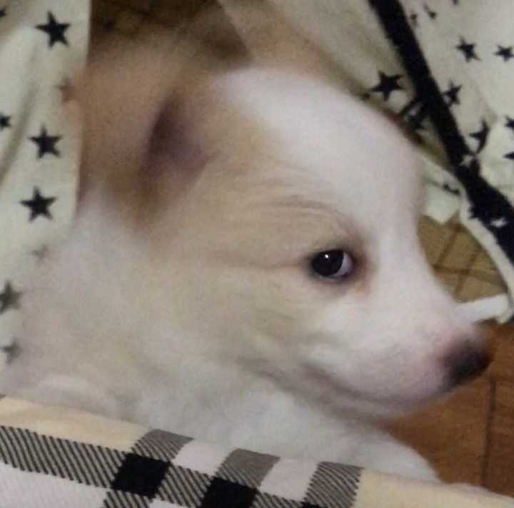 养边牧是种怎样的体验 知乎 养边牧是种怎样的体验 知乎
