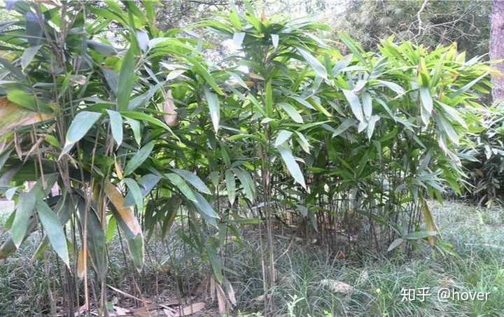 箬叶图片,正宗的粽叶图片,粽叶图片_大山谷图库