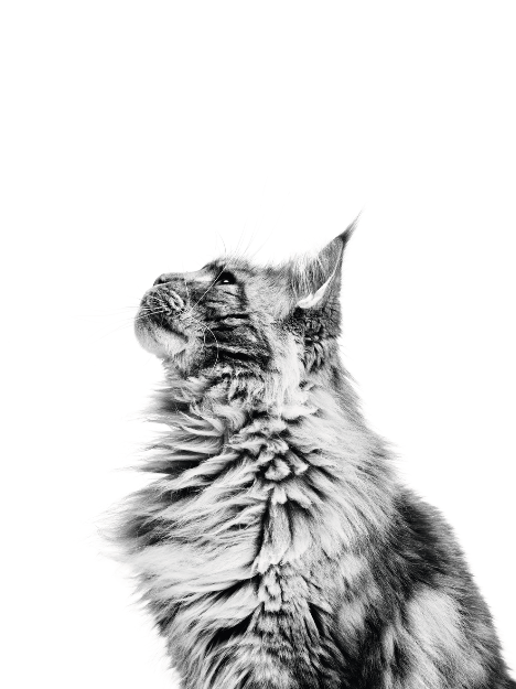 如何判断猫的性别 知乎 如何判断猫的性别 知乎