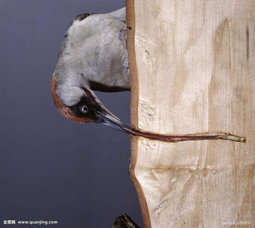 啄木鸟的舌头从上颌骨出发,然后从鼻孔出来,分叉成两条,从颅骨上方