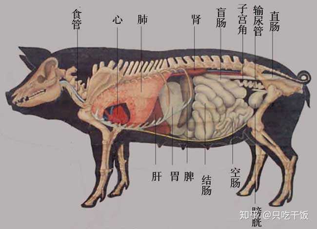 猪花肠是什么部位图片