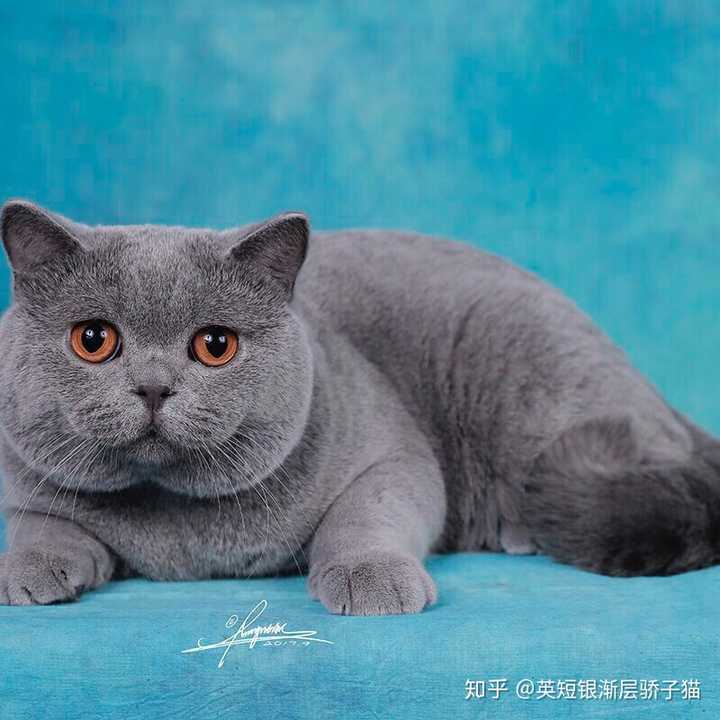 有没有推荐的在上海的好的英短 美短的猫舍 知乎