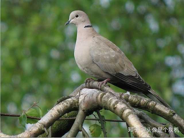 请问大神这是什么品种的鸟类?