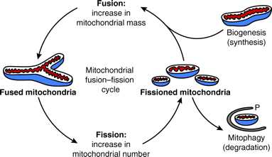 线粒体融合与分裂,死亡